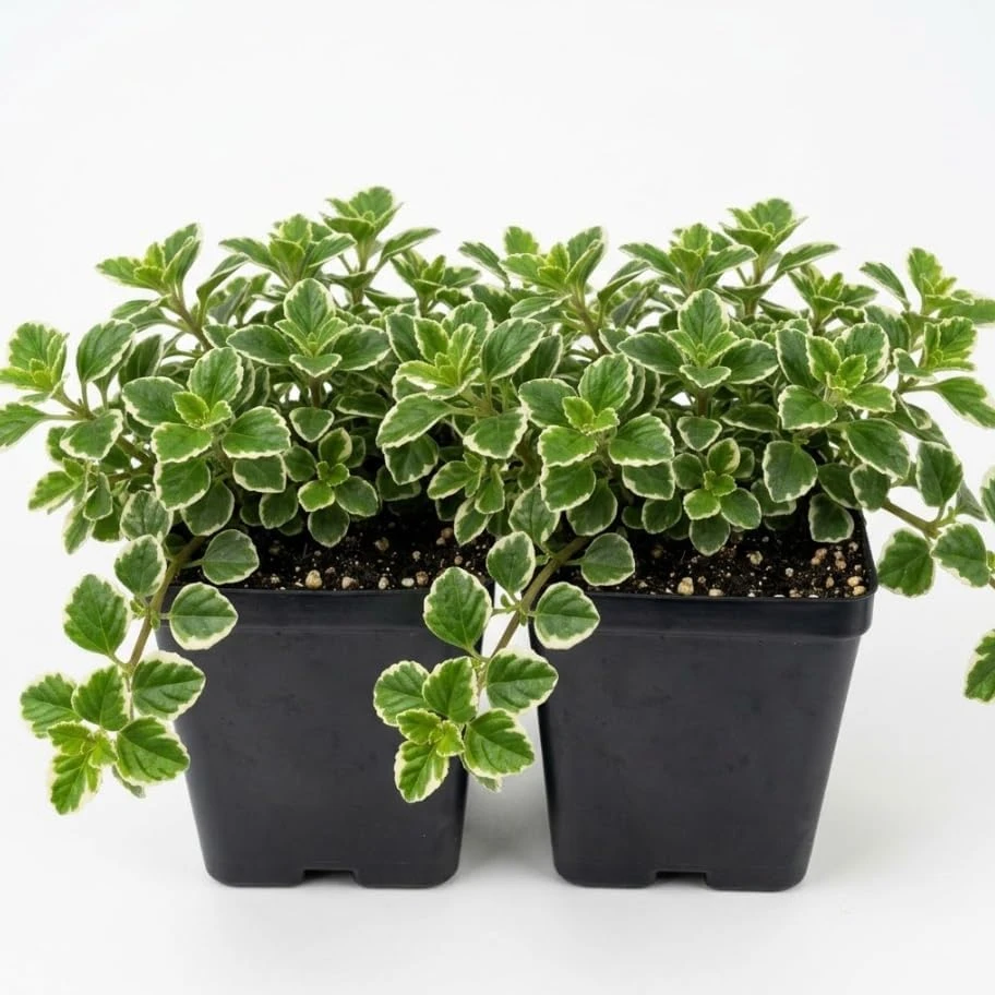 2 Variegated Swedish Ivy Live Trailing Houseplants - Green White Foliage - 4 Inch Pot - Indoor/Outdoor - Image 1