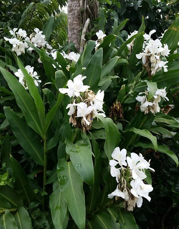 2 White Butterfly Ginger Rhizomes - Fragrant Hedychium Plants - Tropical Flowers - Image 1