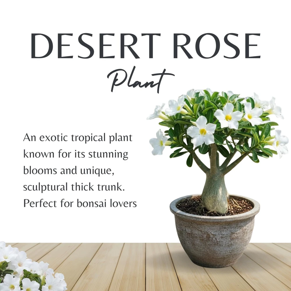 2 White Desert Rose Live Plants, Adenium Obesum Succulents, 4-6 Inches Tall, for Patio & Indoors - Image 5