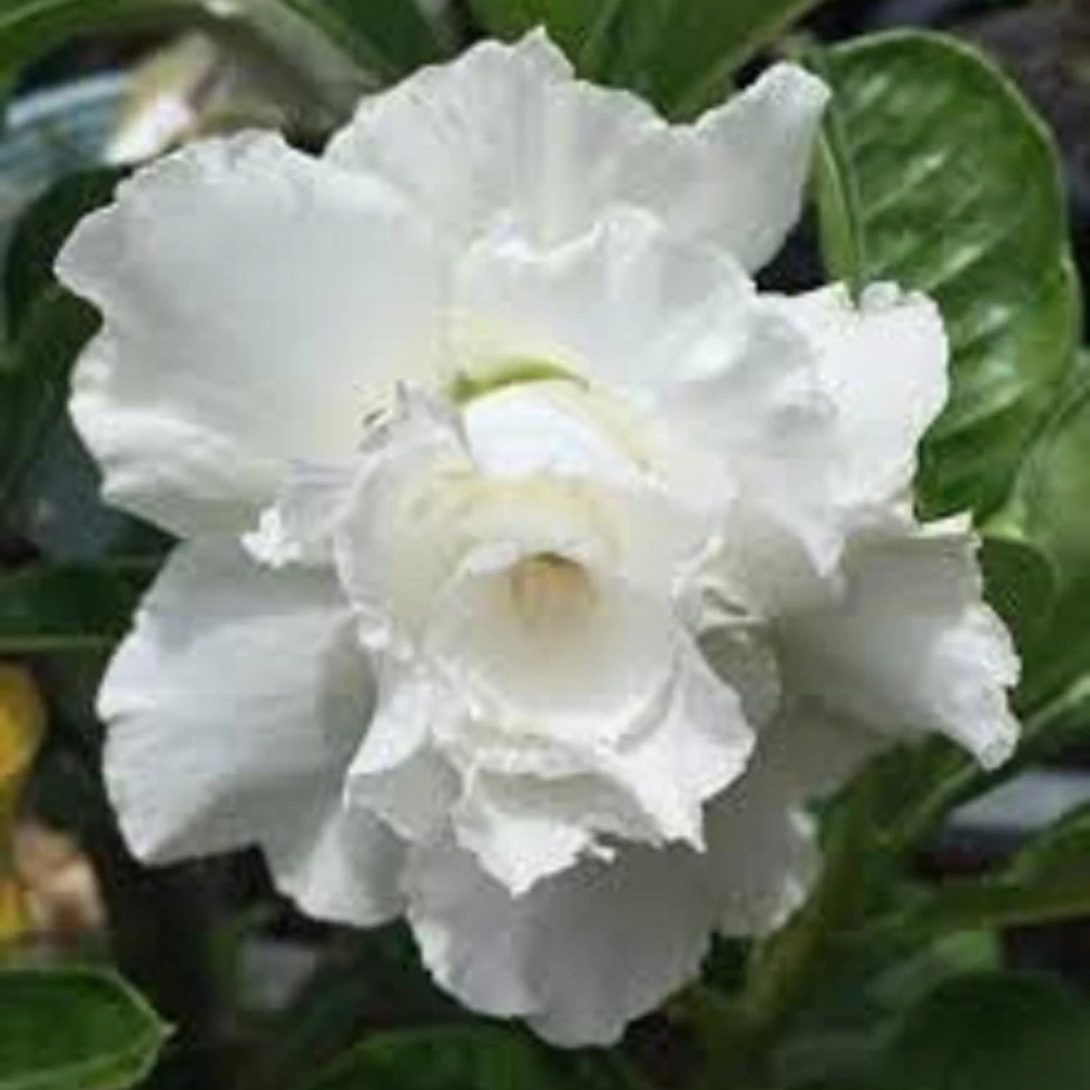 2 White Desert Rose Live Plants, Adenium Obesum Succulents, 4-6 Inches Tall, for Patio & Indoors - Image 6