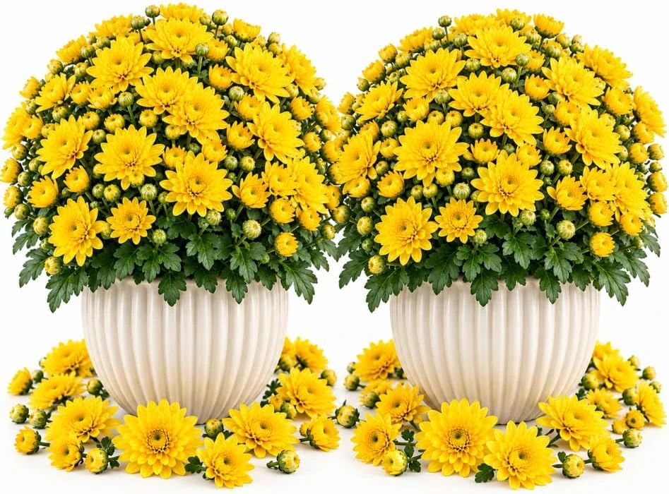 2 Yellow Mum Live Plants, 4-7 Inches Tall - Chrysanthemum Starter Plants for Outdoor Gardens - Image 1