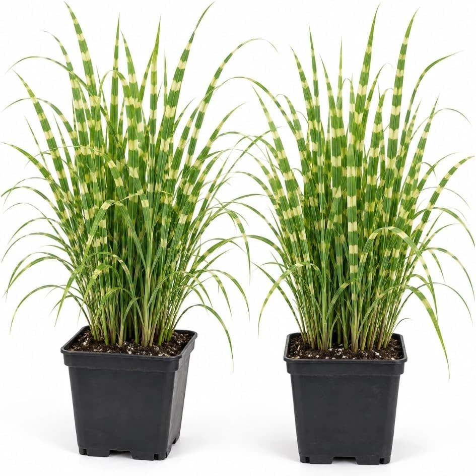 2 Zebra Grass Live Plants - Variegated Ornamental Grass - 6-8 Inch Tall Outdoor - Image 1