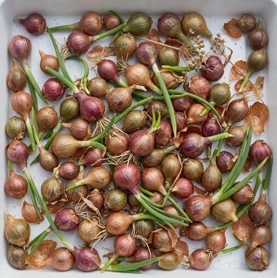 20 Egyptian Walking Onion Bulbils - Perennial Tree Onion Bulbs for Planting - Image 1