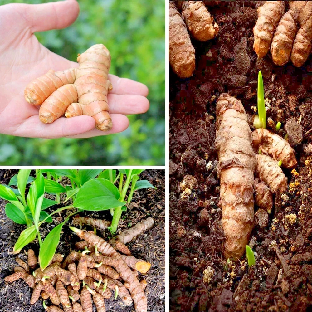 20 Fresh Turmeric Root Plants - Curcuma longa Live Rhizomes for Planting - Image 1