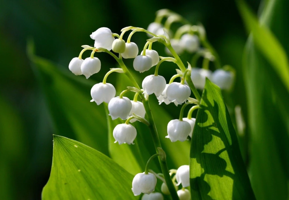20 Lily of the Valley Rhizomes – Fragrant May Bells Perennial – Outdoor - Image 1