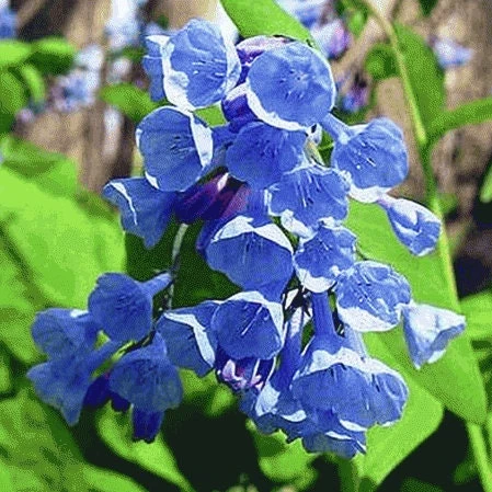 20 Virginia Bluebell Roots - Mertensia Virginica Perennial Flower Bulbs for Shade - Image 1