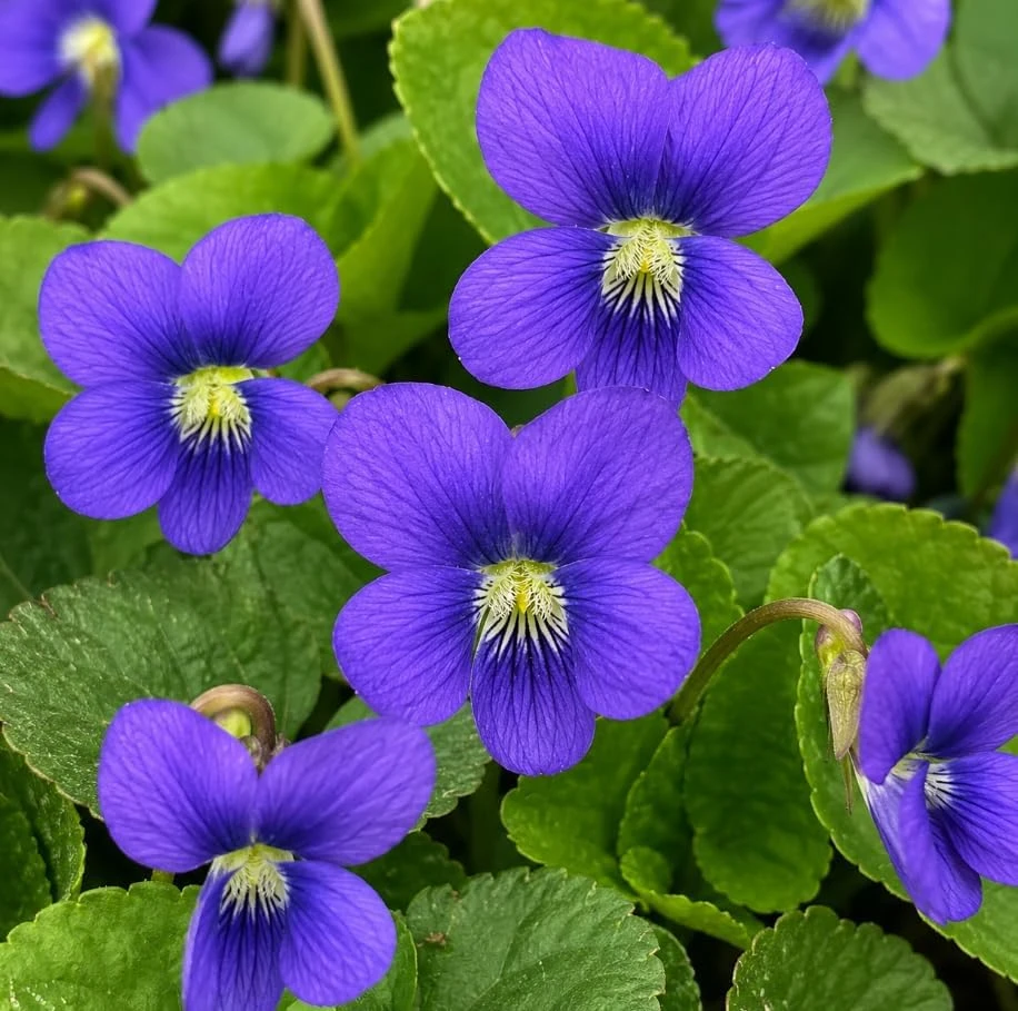24 Common Blue Violet Roots – Live Viola Sororia Rhizomes – Hardy Perennial Flowers for Shade - Image 1