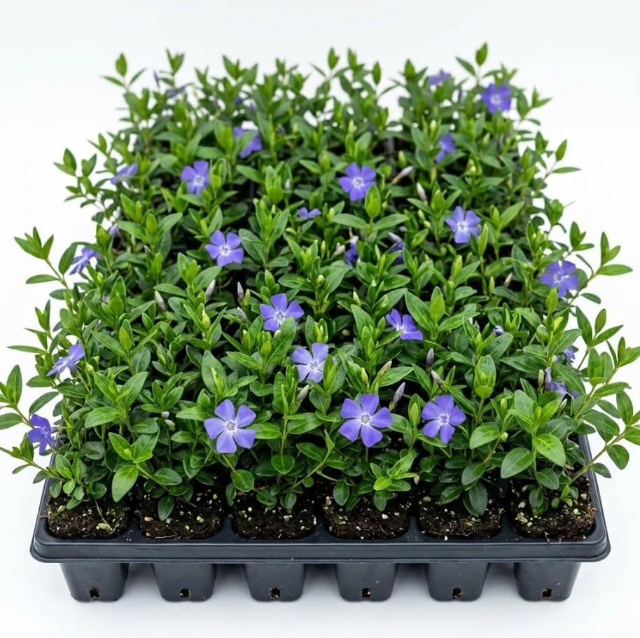 25 Blue Vinca Minor Live Plants - Creeping Myrtle Periwinkle Ground Cover, 4-6 Inch Tall, Bare Root, Hardy Perennial, Outdoor - Image 1