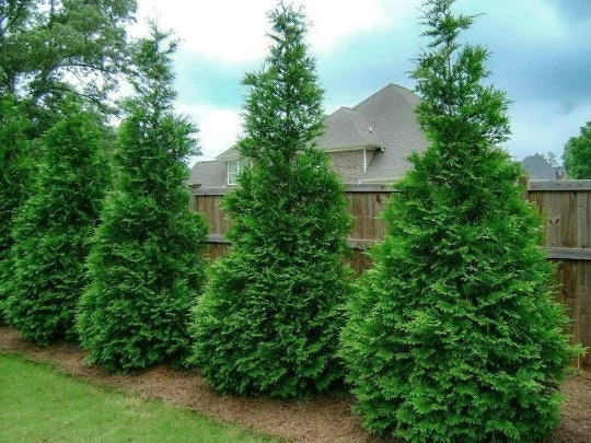25 Murray Cypress Live Plants, 6-12 inches Tall, 2.5 inch Pots, Outdoor Privacy Screen Trees - Image 1