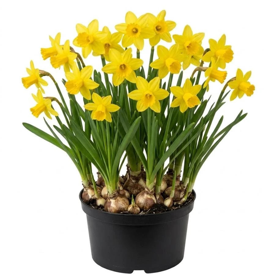 25 Yellow Daffodil Bulbs - Narcissus Flowers for Spring Gardens - Image 1