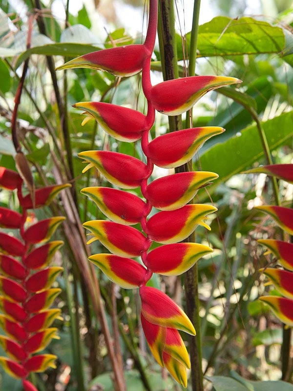 2x Heliconia Rostrata Rhizomes - Live False Bird of Paradise Plant - Image 1