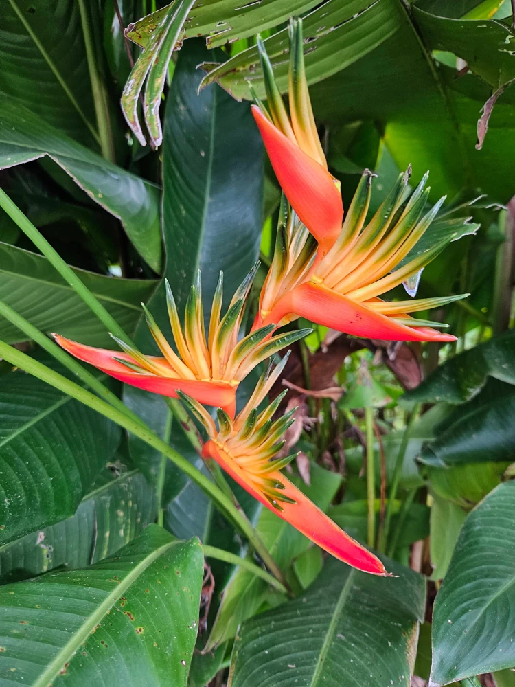 2x Orange Heliconia Psittacorum Rhizomes - Tropical Live Plant - Image 1