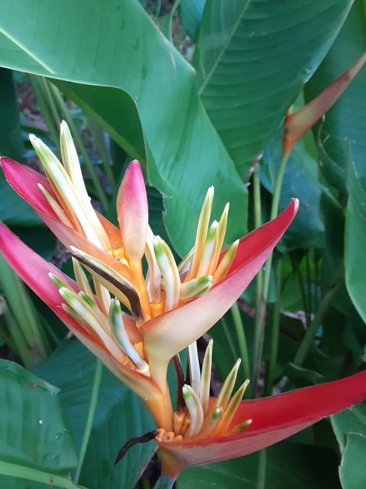 2X Orange Multi-Color Tropical Heliconia Rhizomes – Live Plant – 3-4 ft Height – Full Sun - Image 1