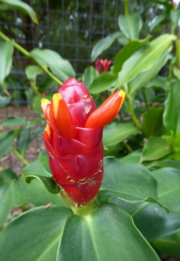 2x Red Button Ginger Live Plant - Costus Woodsonii - Shade Loving Tropical - Image 1