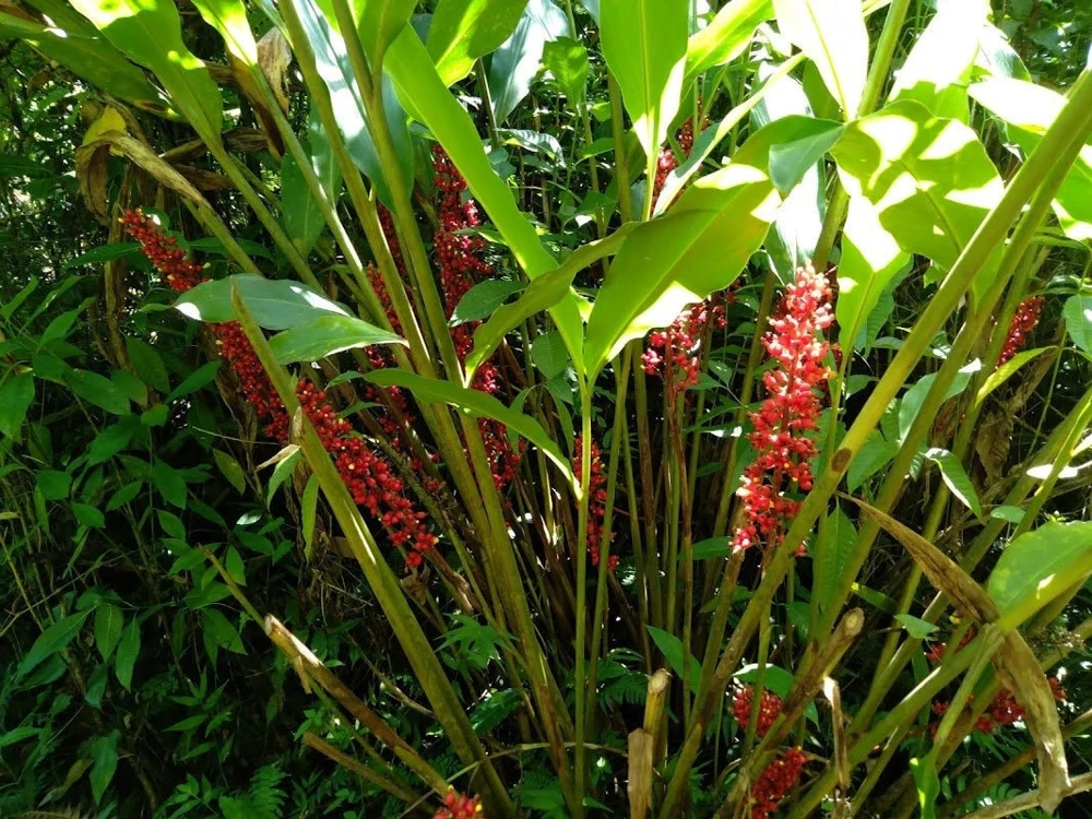 2x Renealmia Alpinia Ginger Rhizomes - Easy Grow Shade Plant with Edible Leaves - Image 1