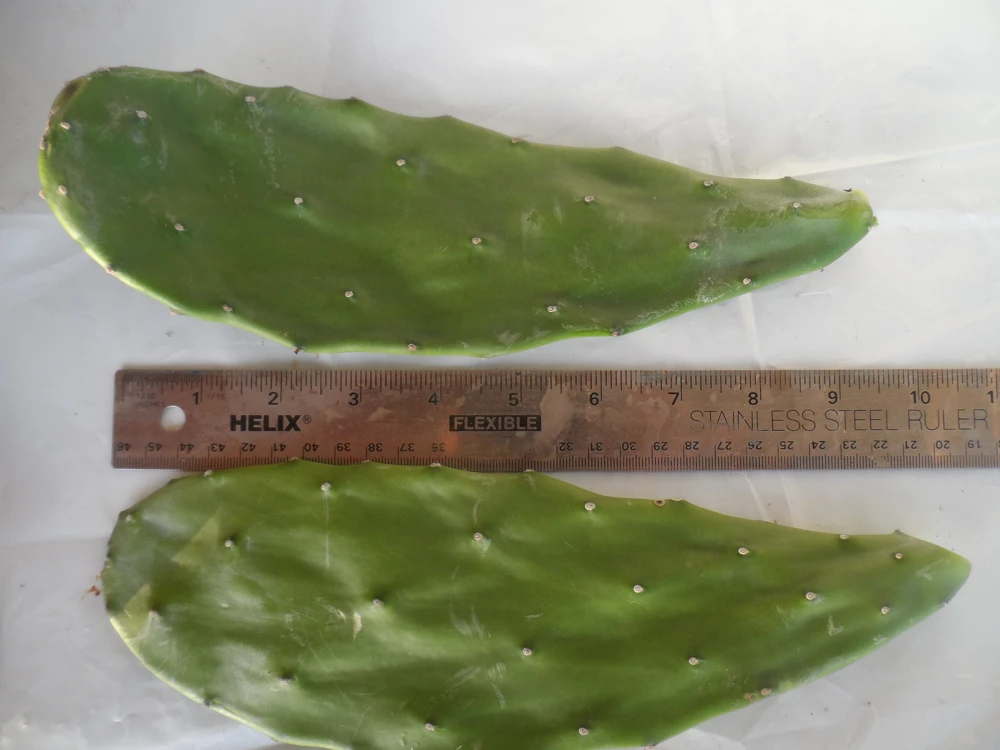 2x Spineless Prickly Pear Cactus Cuttings - Edible, Easy to Grow - Image 1