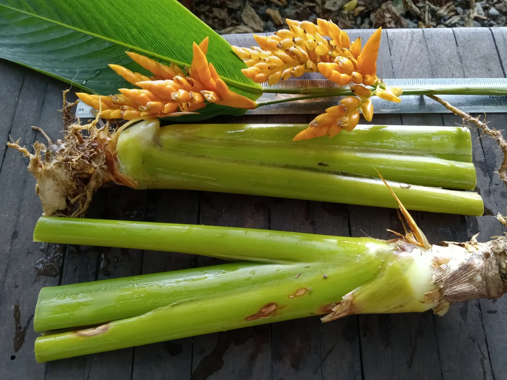 2x Stromanthe Jacquinii Heliconia Rhizomes - Exotic Tropical Plant, Shade Loving - Image 1