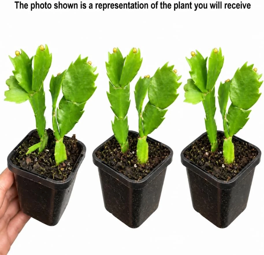 3 Assorted Christmas Cactus Live Plants, 4-7 Inches Tall, Flowering Succulents - Image 3