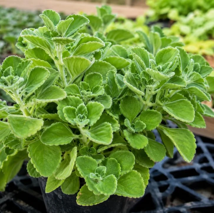 3 Cuban Oregano Live Plants – Broadleaf Thyme Culinary Herb – Perennial – 2 Inch Pot – Indoor/Outdoor - Image 1
