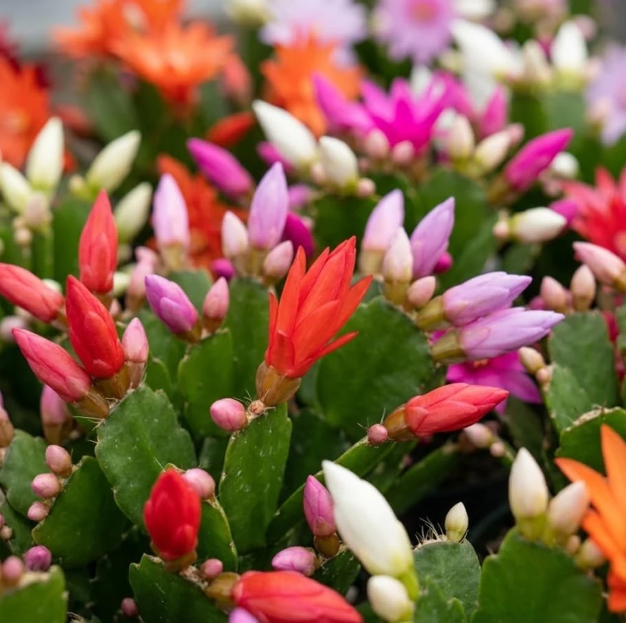 3 Easter Cactus Live Plants – Assorted Colors – 2 Inch Pots – Rhipsalidopsis Flowering Succulents Indoor - Image 3