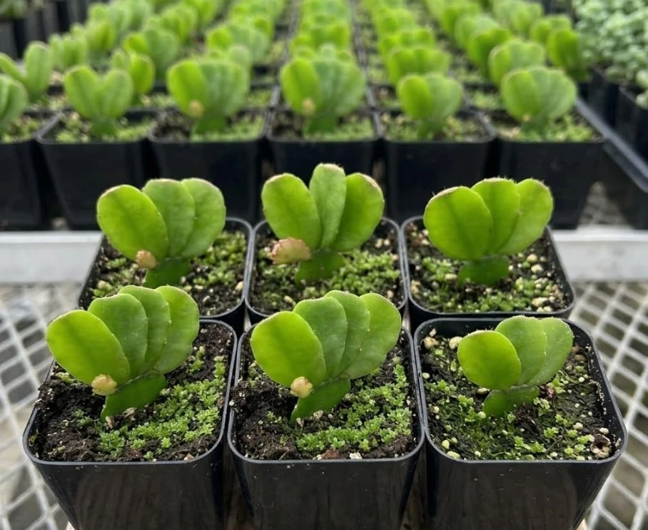 3 Easter Cactus Live Plants – Assorted Colors – 2 Inch Pots – Rhipsalidopsis Flowering Succulents Indoor - Image 5