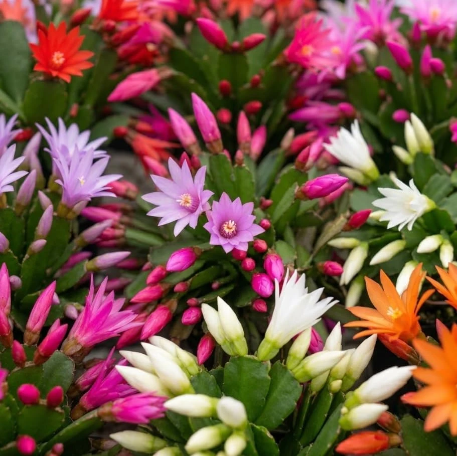 3 Easter Cactus Live Plants – Assorted Colors – 2 Inch Pots – Rhipsalidopsis Flowering Succulents Indoor - Image 6