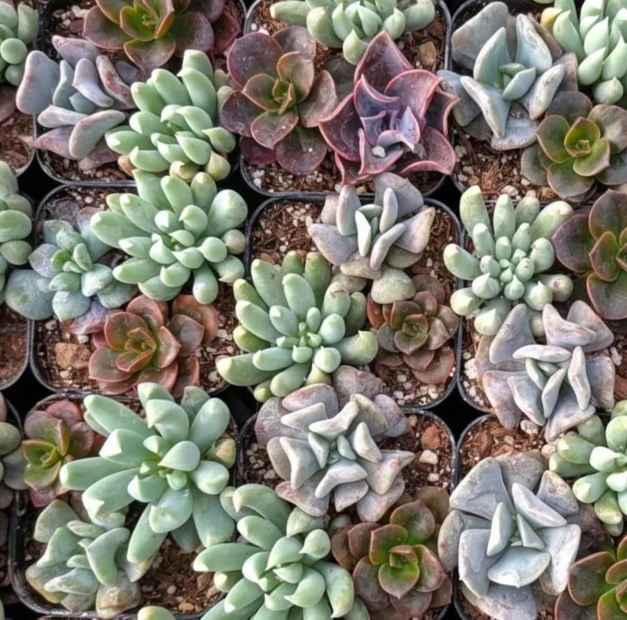 3 Mini Succulents Live Plant Arrangement, Echeveria Mix, 2 Inch Pot, Easy Care Houseplant - Image 1