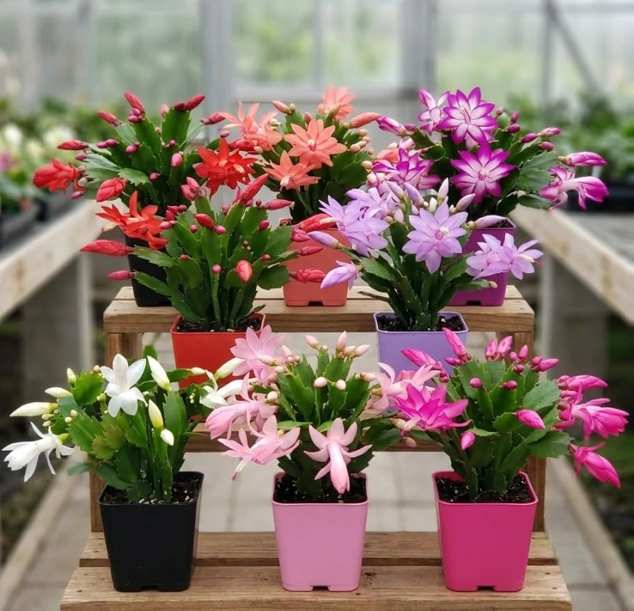 3 Random Mixed Color Thanksgiving Cactus Live Plant – 2 Inch Pot – Indoor Houseplant - Image 1