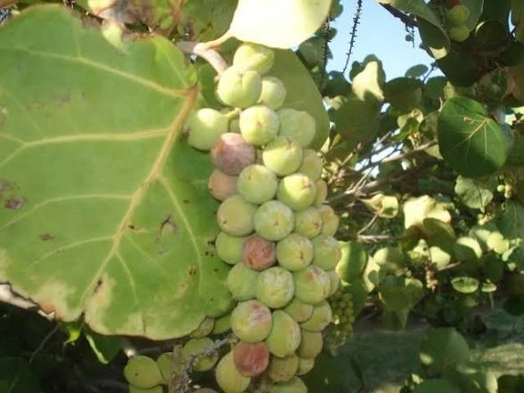 3 Sea Grape Live Plants, Coccoloba Uvifera, 10-15" Tall in 4" Pot, Indoor/Outdoor - Image 2