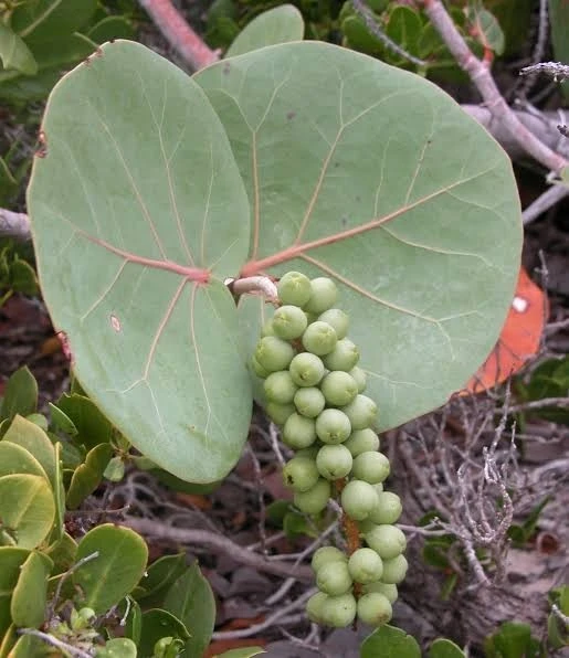 3 Sea Grape Live Plants, Coccoloba Uvifera, 10-15" Tall in 4" Pot, Indoor/Outdoor - Image 3