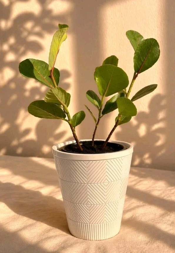 3 Sea Grape Live Plants, Coccoloba Uvifera, 10-15" Tall in 4" Pot, Indoor/Outdoor - Image 4