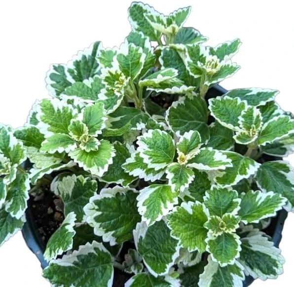 3 Variegated Swedish Ivy Live Plants - 2 inch Pot, Trailing Houseplant, Indoor/Outdoor - Image 6