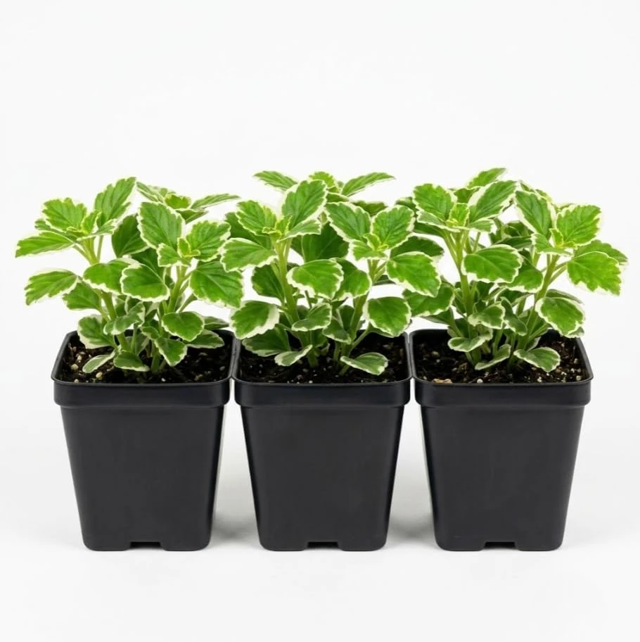 3 Variegated Swedish Ivy Live Plants - 2 inch Pot, Trailing Houseplant, Indoor/Outdoor - Image 7