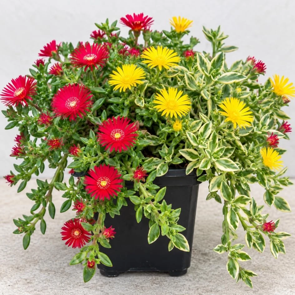 3 Variety Iceplants Live Plant – Colorful Trailing Groundcover – 4 inch Pot – Outdoor - Image 1