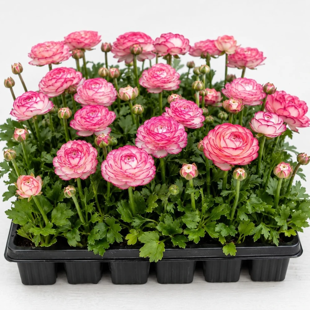 30 Bicolor Pink Ranunculus Bulbs - Summer Flowering Peony Buttercup Roots - Image 1