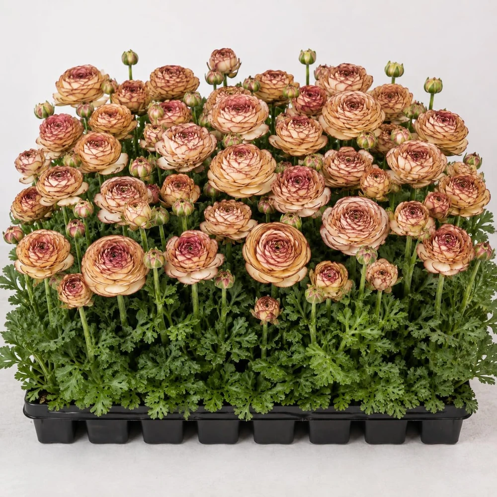30 Bicolor Ranunculus Bulbs – Summer Flowering Peony Buttercups for Gardens - Image 1