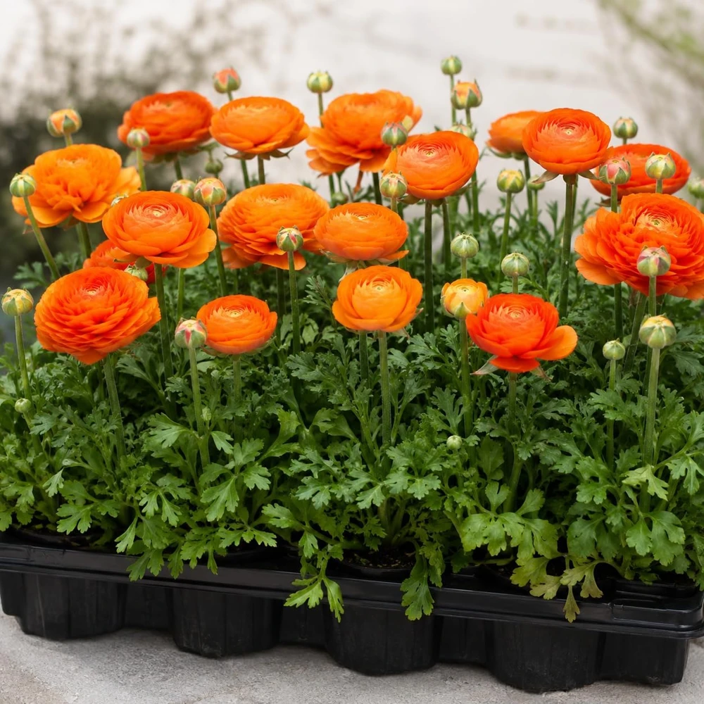 30 Orange Ranunculus Bulbs – Peony-like Summer Flowering Buttercups for Garden - Image 1