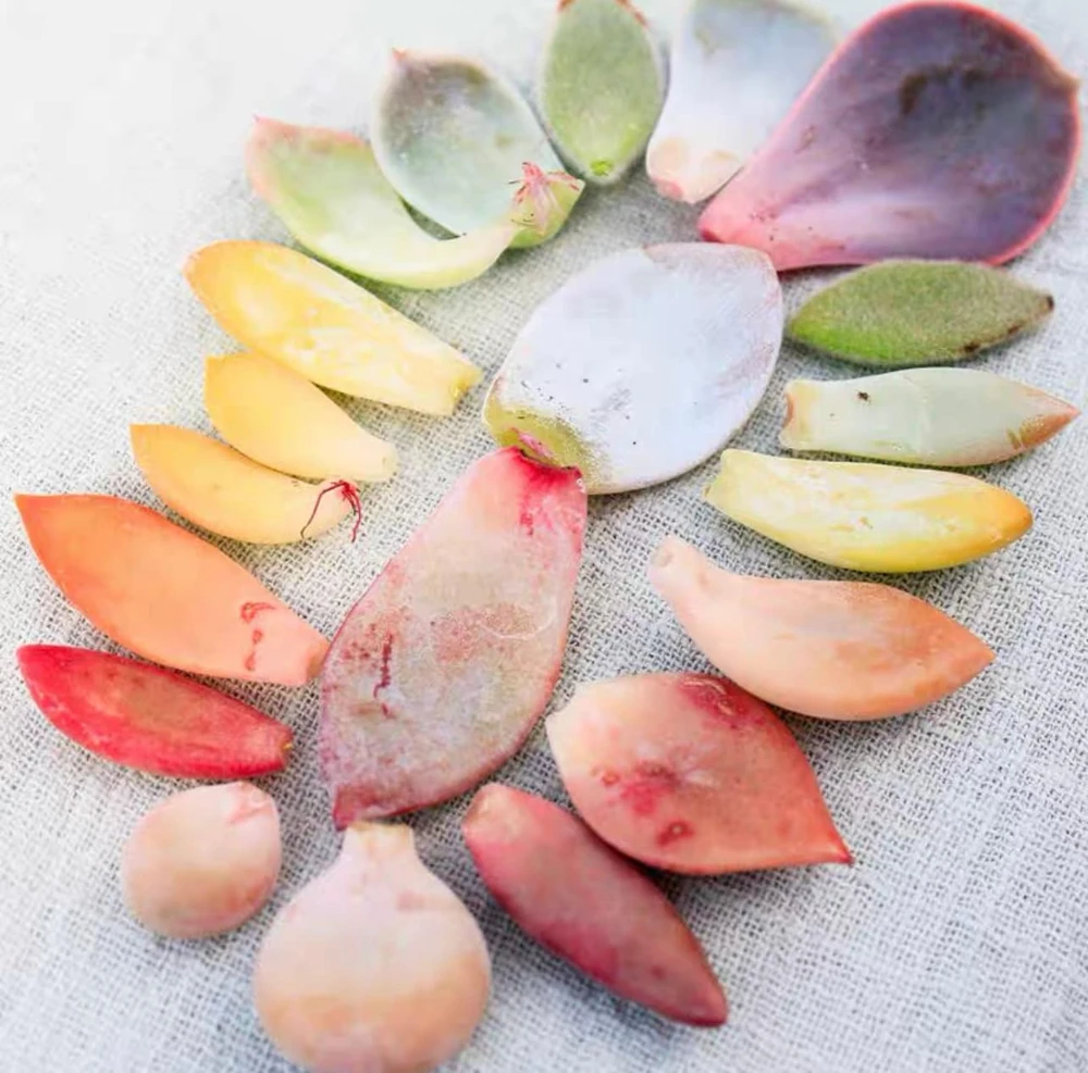 30 Succulent Leaves for Propagation - Beginner Friendly, Live Plant Cuttings - Image 1
