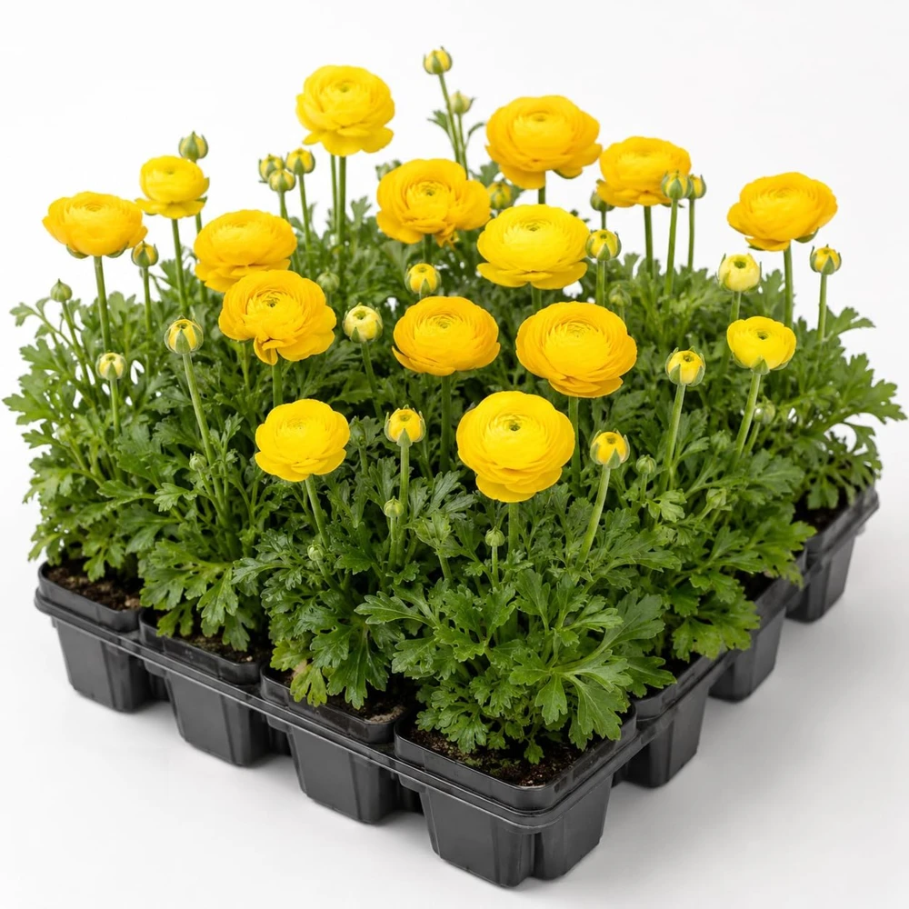 30 Yellow Ranunculus Bulbs - Summer Flowering Buttercup Roots - Perennial - Image 1