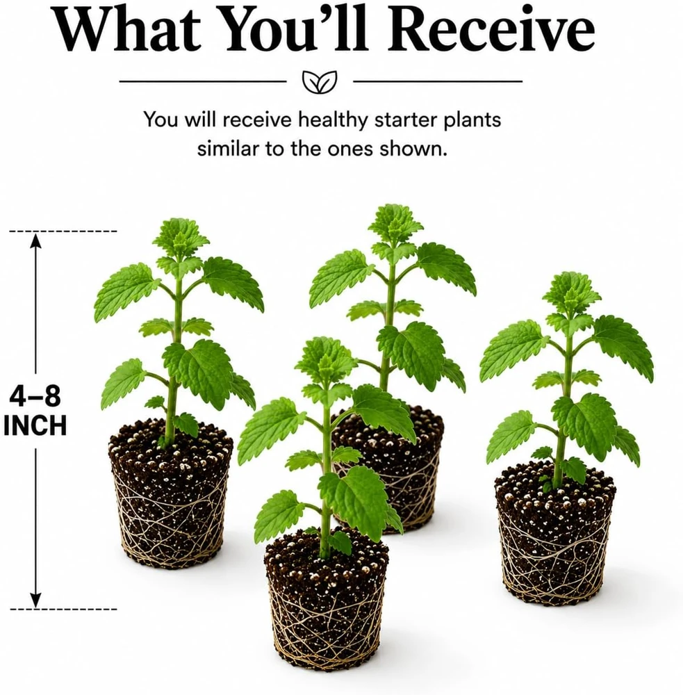 4 Catnip Live Plants - Perennial Herb for Home Garden, 4-8 Inch Tall - Image 2