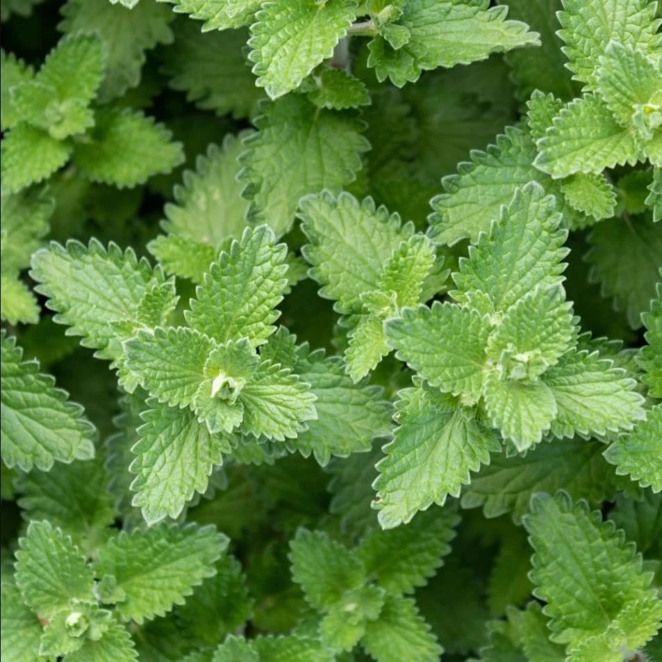 4 Catnip Live Plants - Perennial Herb for Home Garden, 4-8 Inch Tall - Image 5