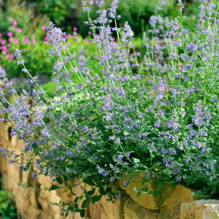 4 Catnip Live Plants - Perennial Herb for Home Garden, 4-8 Inch Tall - Image 6