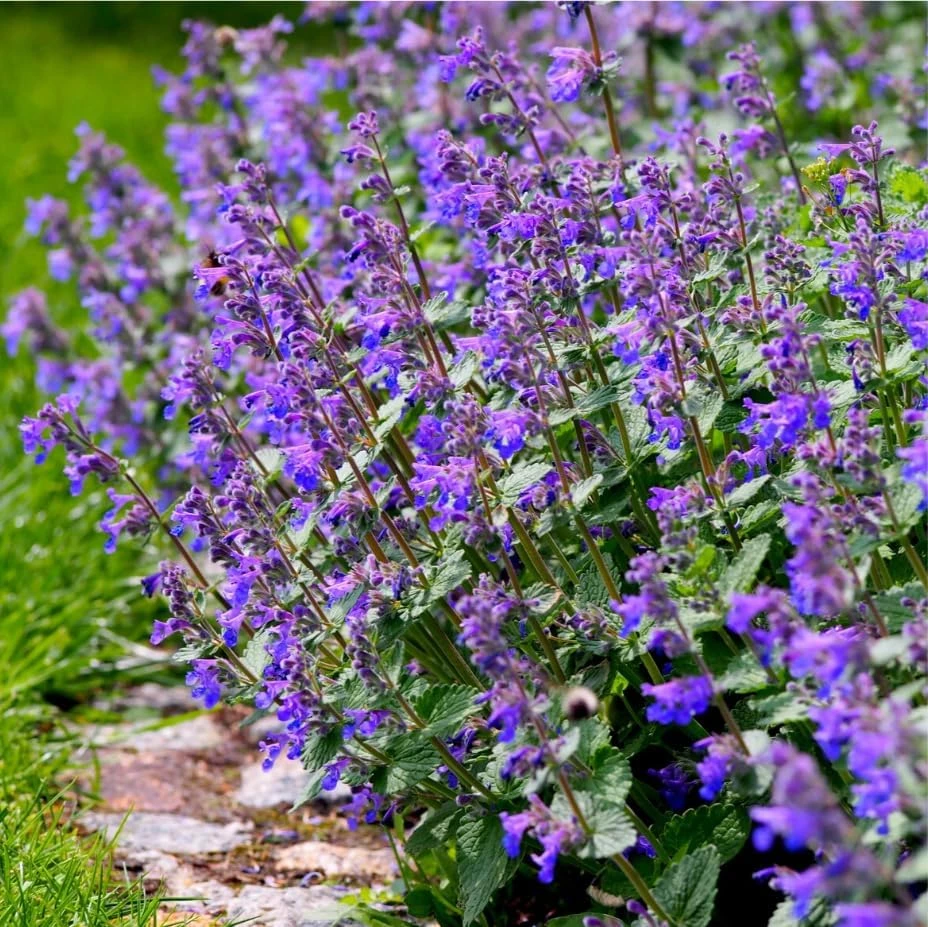 4 Catnip Live Plants - Perennial Herb for Home Garden, 4-8 Inch Tall - Image 7
