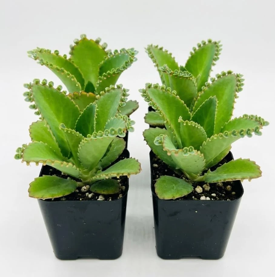 4 Kalanchoe daigremontiana Live Succulent Plants, Mother of Millions, 2 Inch Pot, Houseplant - Image 1