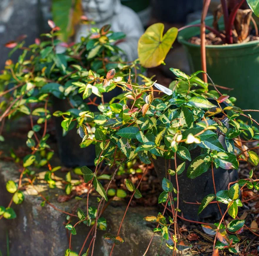 4 Live Summer Jasmine Plants โ Trailing Vines, Fragrant White Blooms, Hanging Baskets - Image 2