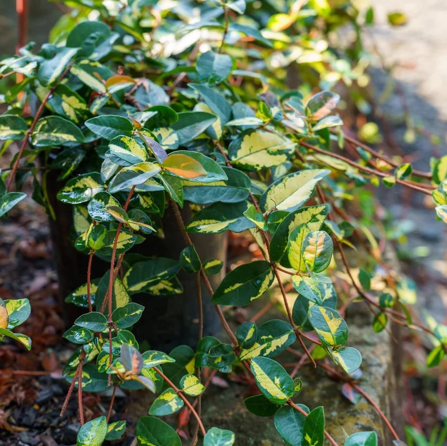 4 Live Summer Jasmine Plants โ Trailing Vines, Fragrant White Blooms, Hanging Baskets - Image 3