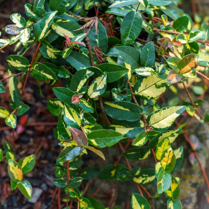 4 Live Summer Jasmine Plants – Trailing Vines, Fragrant White Blooms, Hanging Baskets - Image 1