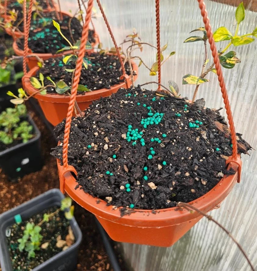 4 Live Summer Jasmine Plants โ Trailing Vines, Fragrant White Blooms, Hanging Baskets - Image 4