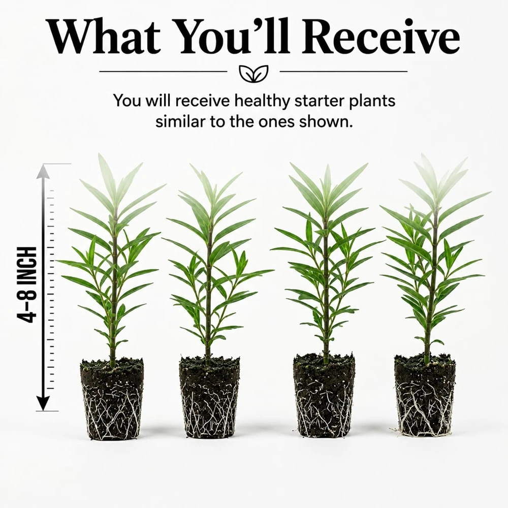 4 Mix Tropical Milkweed Live Plants for Planting, 4-8 Inch Tall, Perennial - Image 2