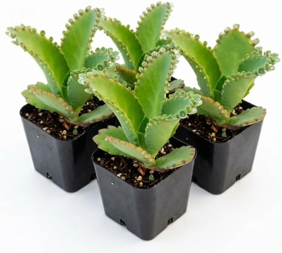 4 Mother of Thousands Live Plants - Kalanchoe Succulent - 2 Inch Pot - Image 1